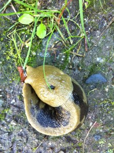 Slug