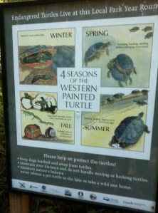 Turtle Sign